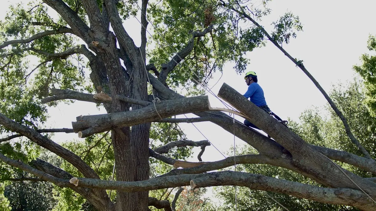Professional Hazardous Tree Removal performed by certified arborists in Isaban